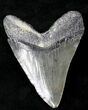 Dark Colored Megalodon Tooth #21732-2